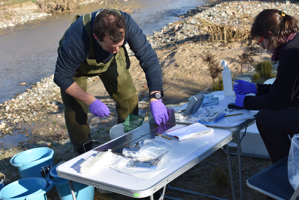 Treball de camp per al mostreig de peixos i anàlisi de l'aigua al Besòs
