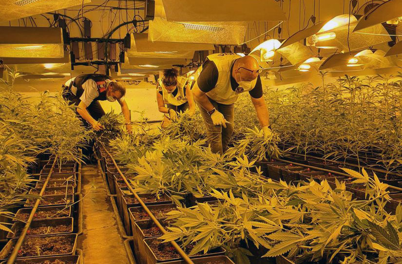 Agents dels Mossos a la plantació de marihuana