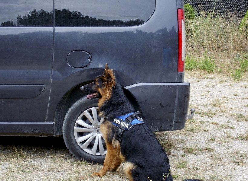La Policia Local preveu incorporar un gos ensinistrat a través d’una empresa especialitzada externa