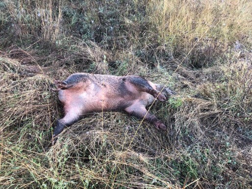 Els animals van ser trobats morts escampats per un camp el dilluns