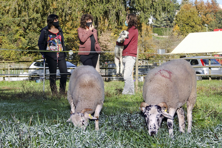 Elisenda Guillaumes i Teresa Jordà parlant amb el productor d’ovella ripollesa, dijous a Ripoll