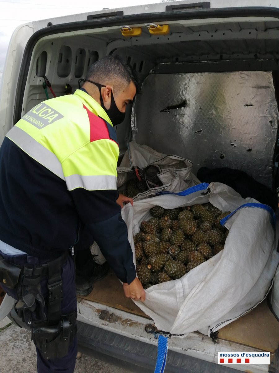Els Mossos d’Esquadra denuncien a Folgueroles a quatre homes per recollir 240 quilos de pinyes sense llicència