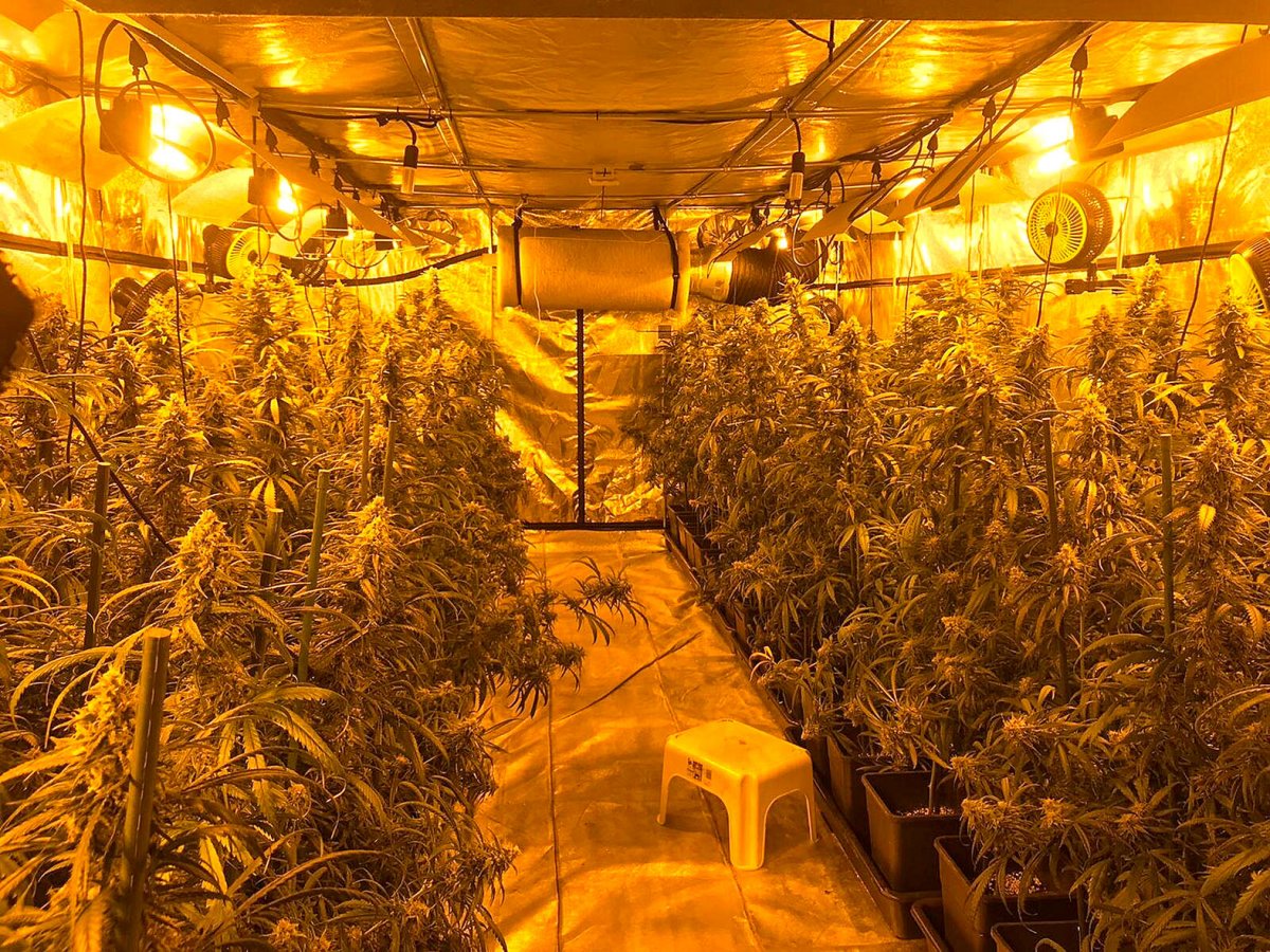 La Policia Local va localitzar 936 plantes de marihuana en una nau de Palautordera