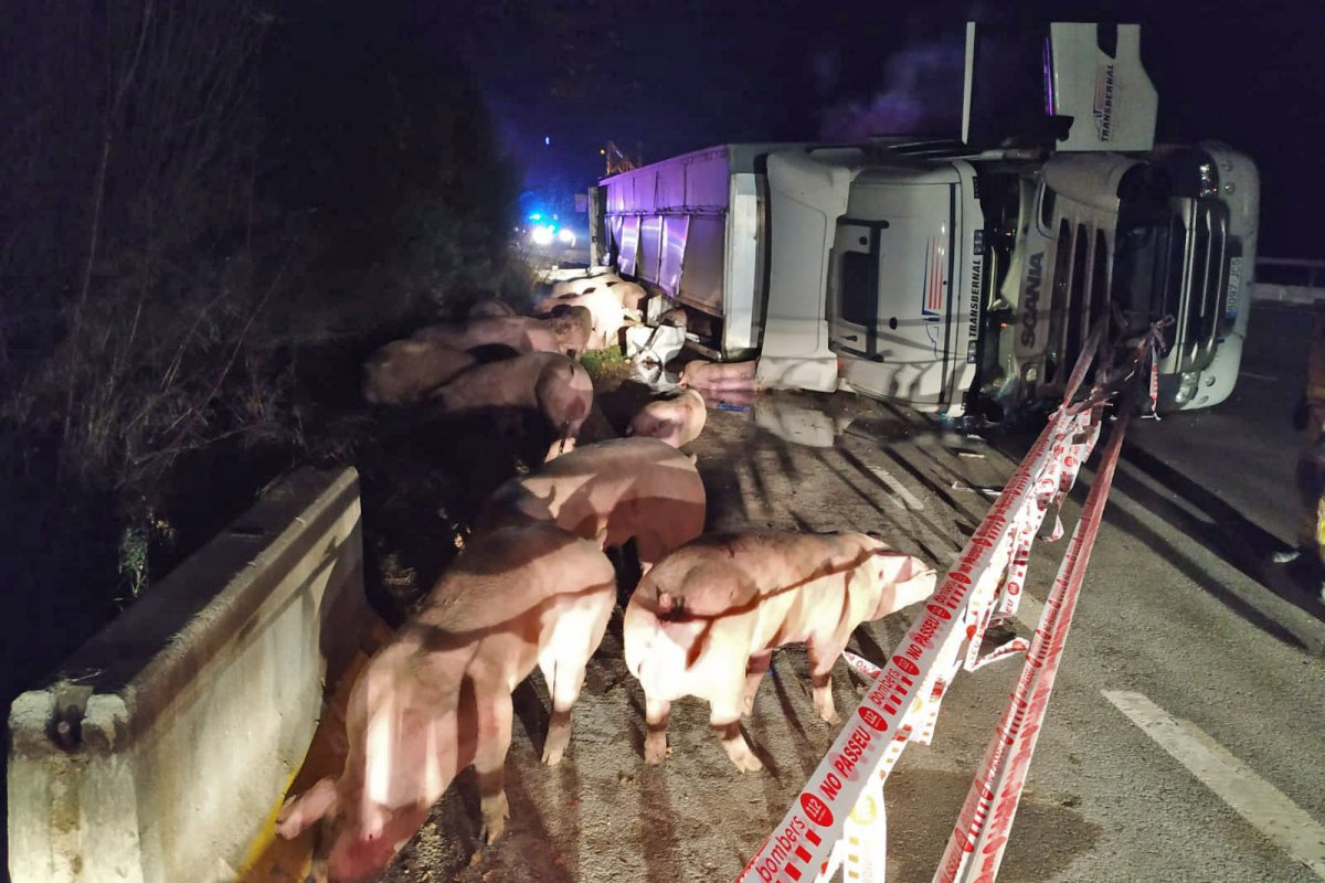 Els porcs fora del camió que ha bolcat sobre un dels carrils de la C-17