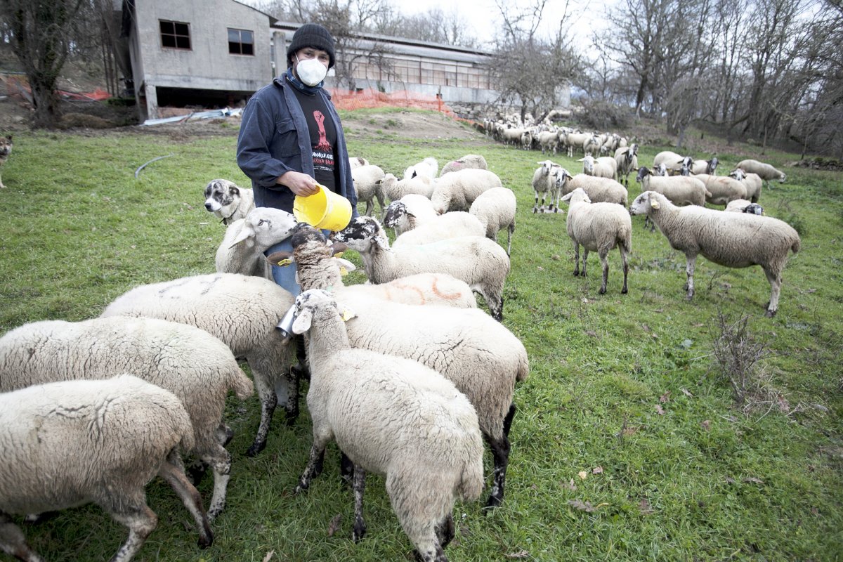 Ramon Piñeiro amb el ramat d'ovelles de Can Nualart als camps on pastura ara a Allariz