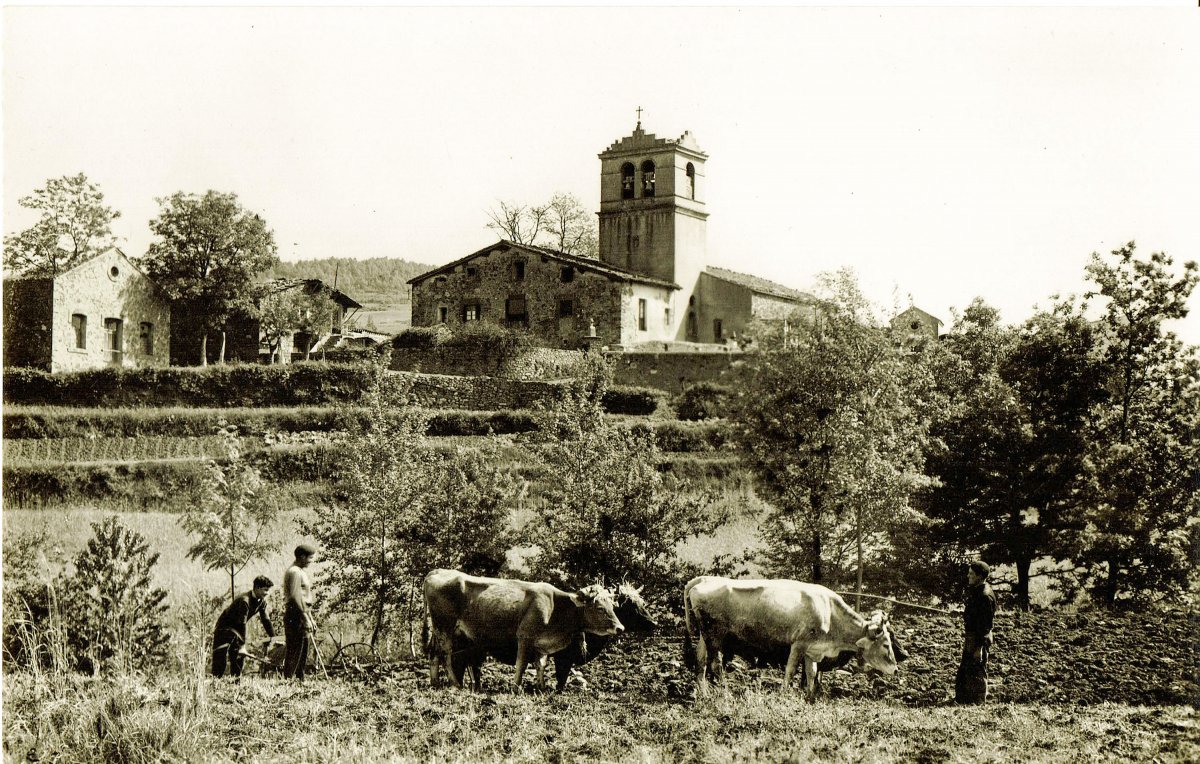 Bous llaurant prop de l'església de Sant Pau Vell, en una fotografia de l'any 1952 que recull el llibre