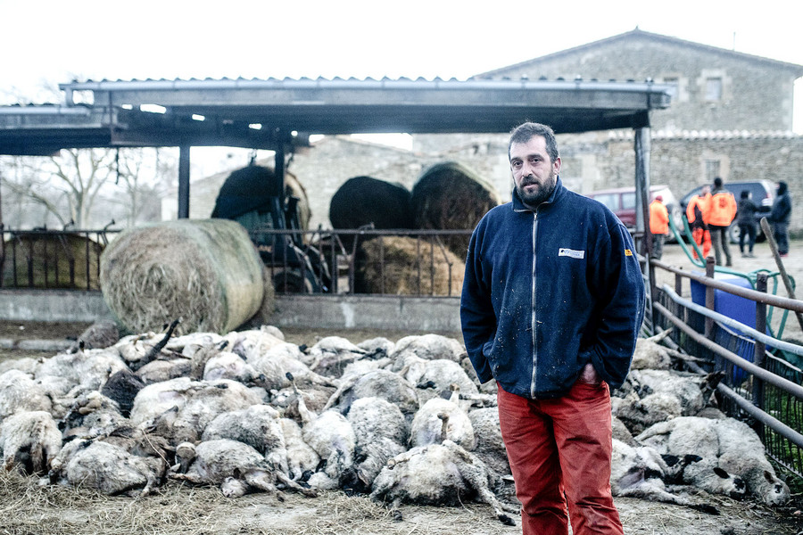 El propietari del ramat, Francesc Dachs, dissabte a la tarda amb els animals morts al Mas Serrabou de Tavèrnoles