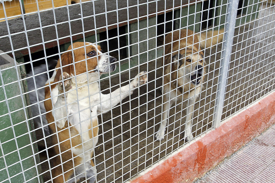 Dos gossos a La Prote, en una imatge d’arxiu