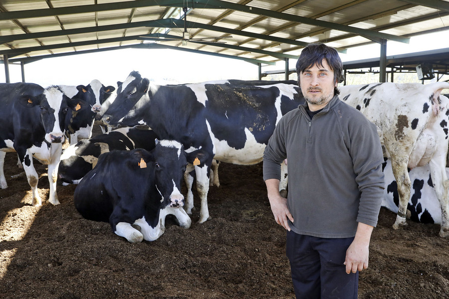 Josep M. Camps, número 2 de la llista d’UPA, amb les vaques de llet que té a la seva explotació, El Montells
