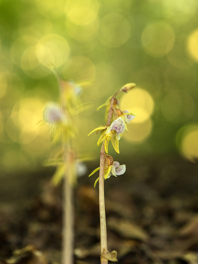 Orquídia fantasma del Montseny [Epipogium_aphyllum]