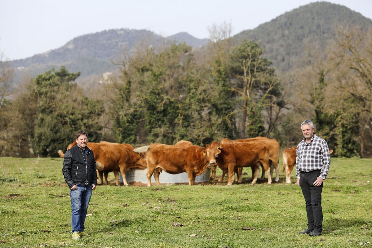 A l’esquerra, Joan Carles Àngel, director del Parc del Castell de Montesquiu. A la dreta, Esteve Anglada, propietari de les vaques llemosines que pasturen al parc