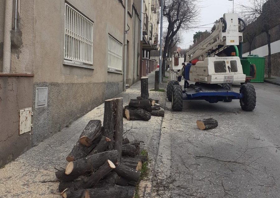 Alguns dels arbres tallats al carrer