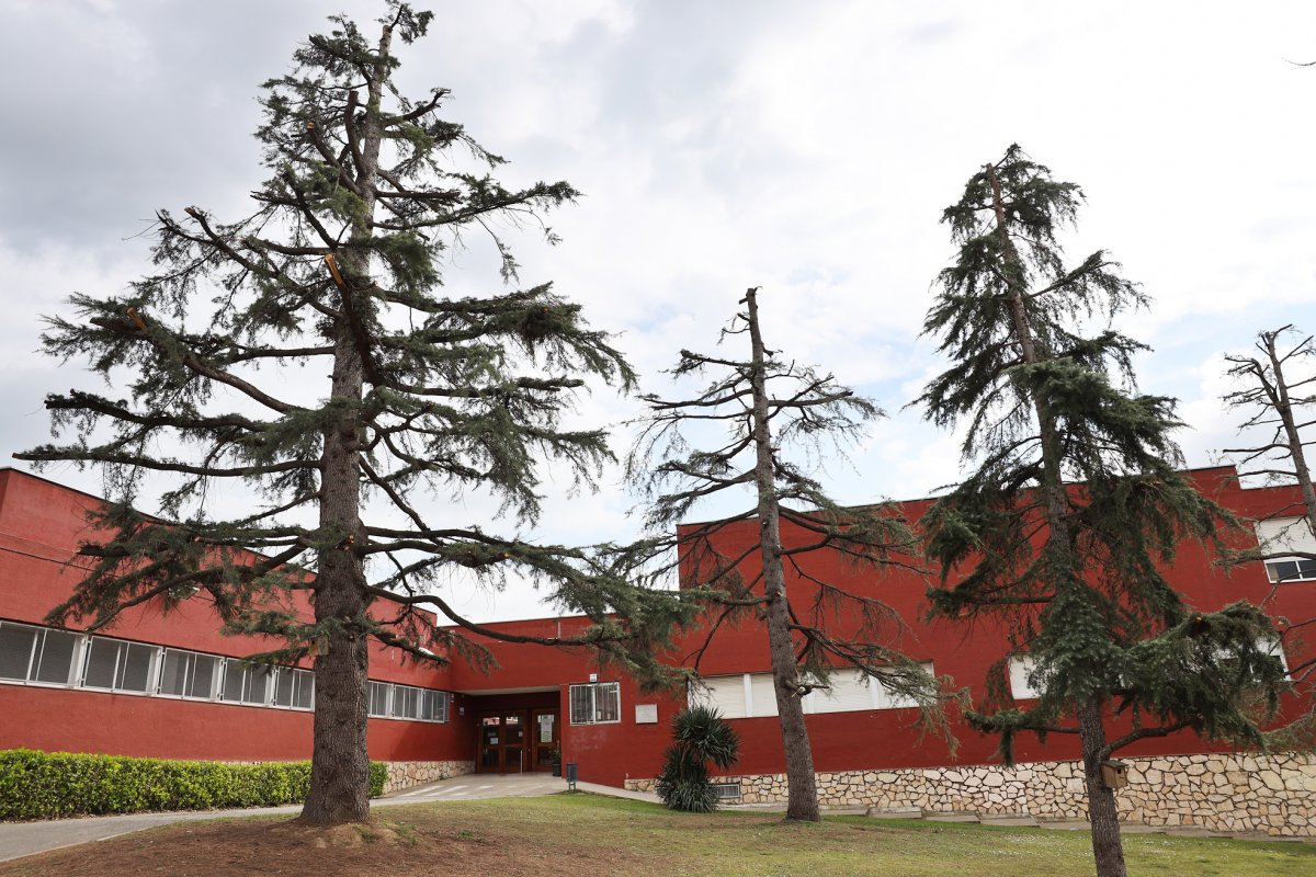 Els arbres podats a l'institut Cumella, de Granollers
