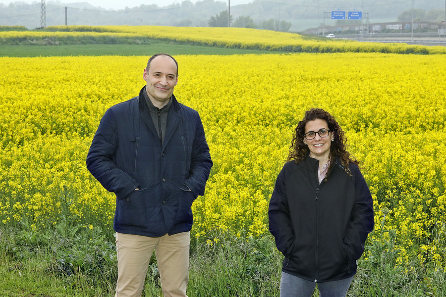 Josep M. Prat i Marta Gascón, de la Cooperativa Plana de Vic, davant un camp de colza a tocar de l’Eix, a Gurb