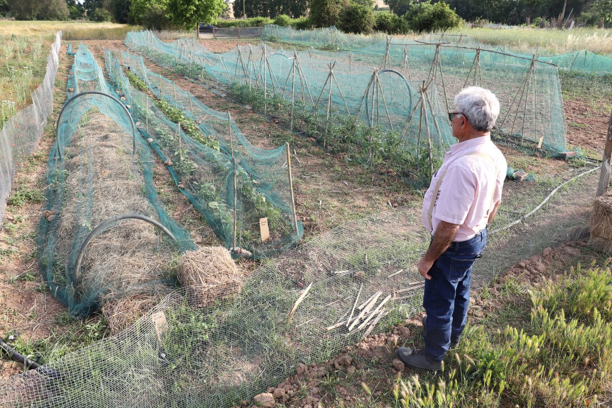 Mongeteres de la varietat pròpia de Vila-seca que creixen a Gallecs