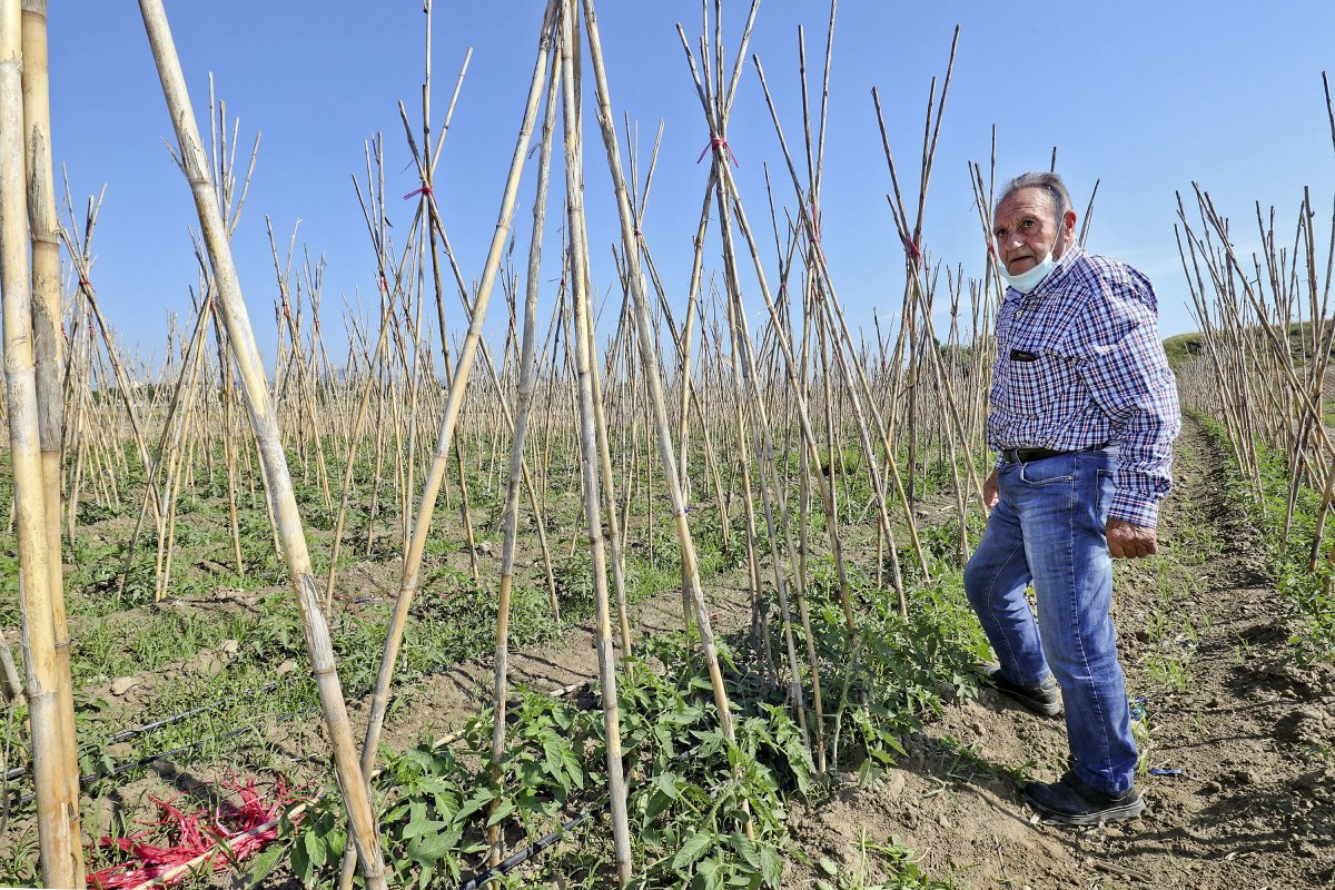 Josep Saborit, remenant a l'hort on hi tenen plantades les tomaqueres, a la finca de la Guixa