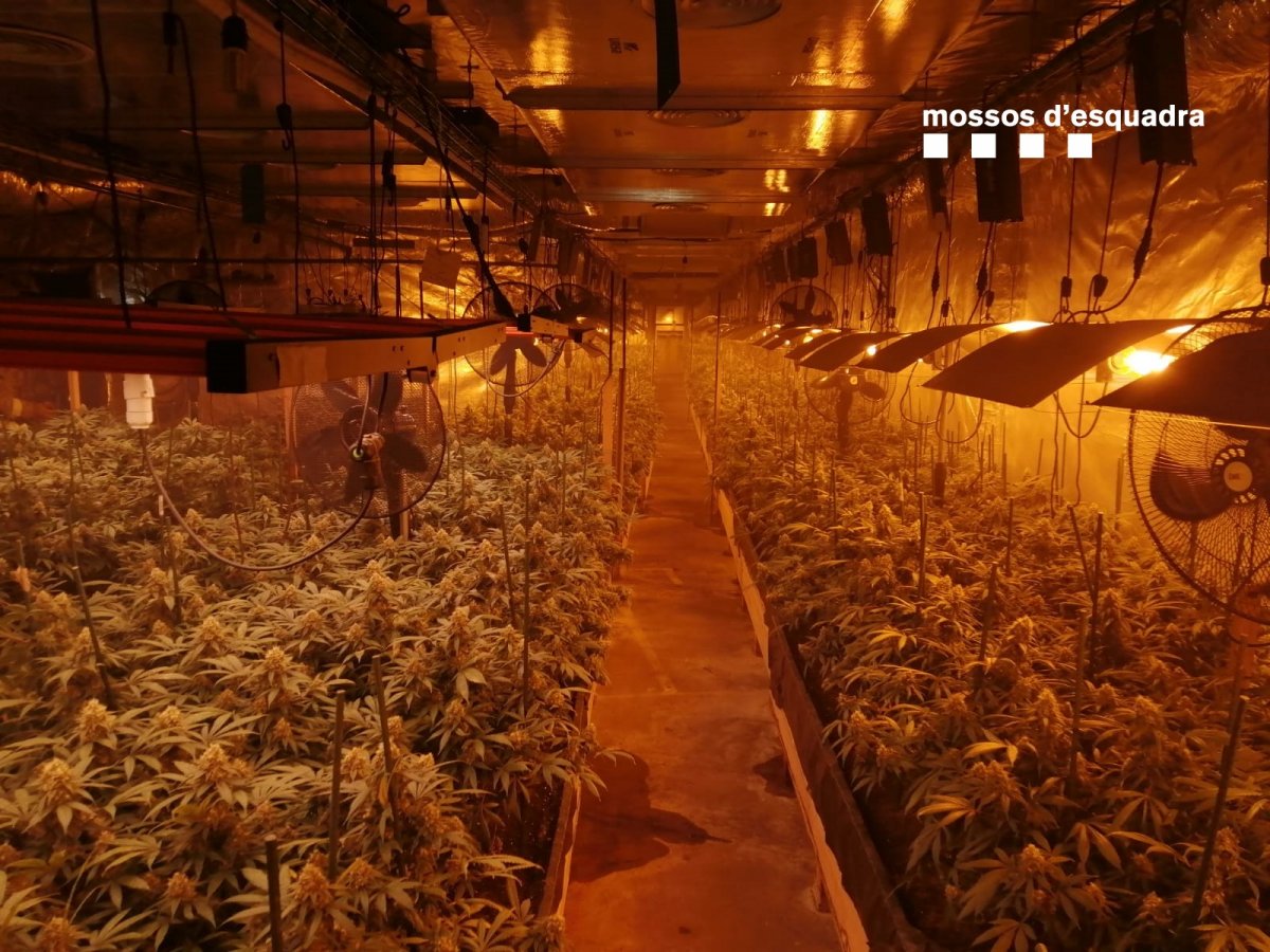 La nau industrial on hi havia les 3.600 plantes de marihuana