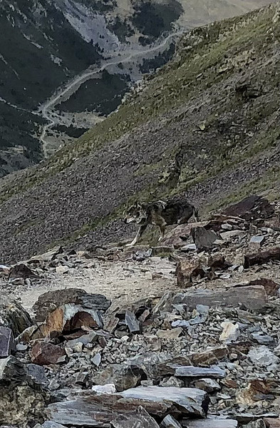 El llop al camí del Puigmal, aquest dilluns