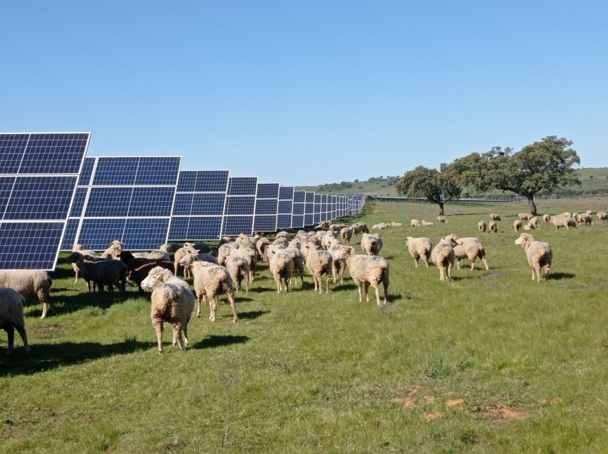Un ramat d'ovelles pasturant enmig de panells fotovoltaics