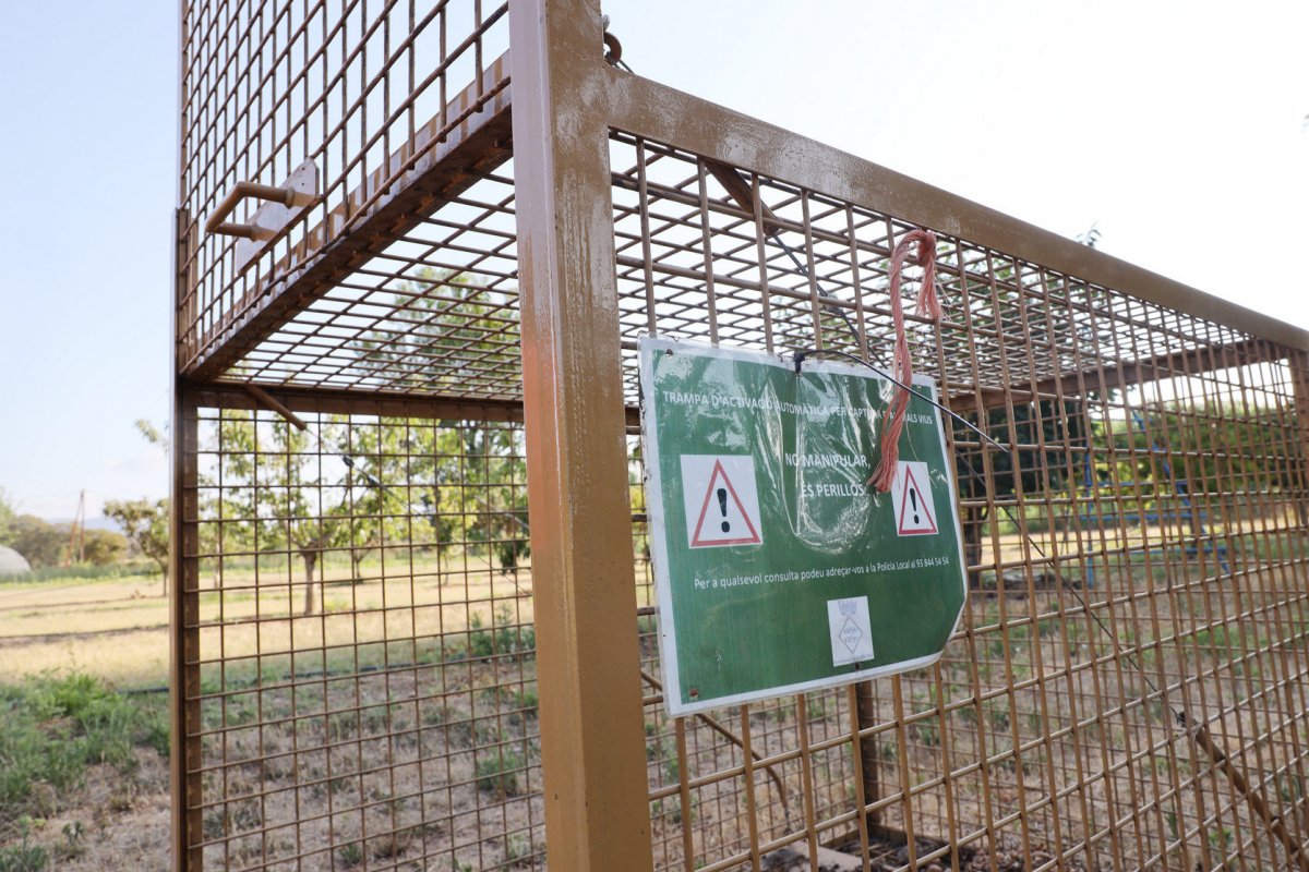 Una gàbia per capturar senglars i poder-ne controlar la població