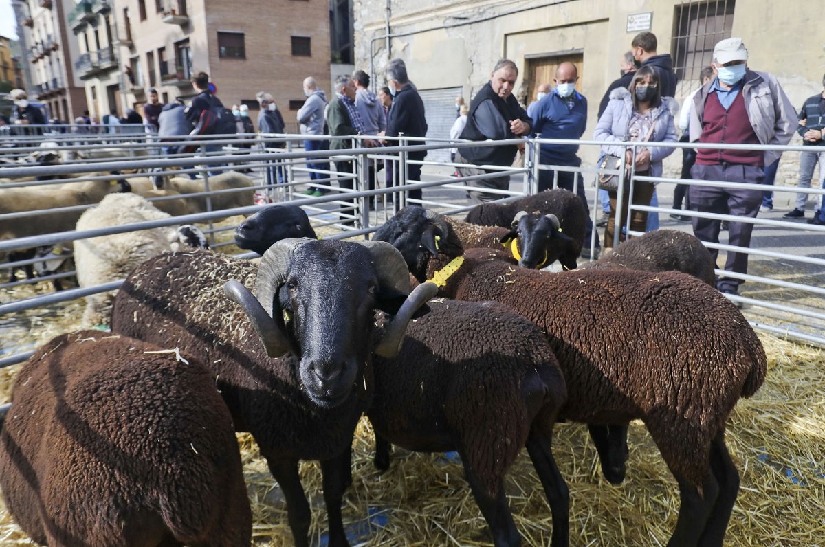 Aquests exemplars d'ovella ripollesa negra van ser un dels atractius, divendres, de la fira de Ripoll