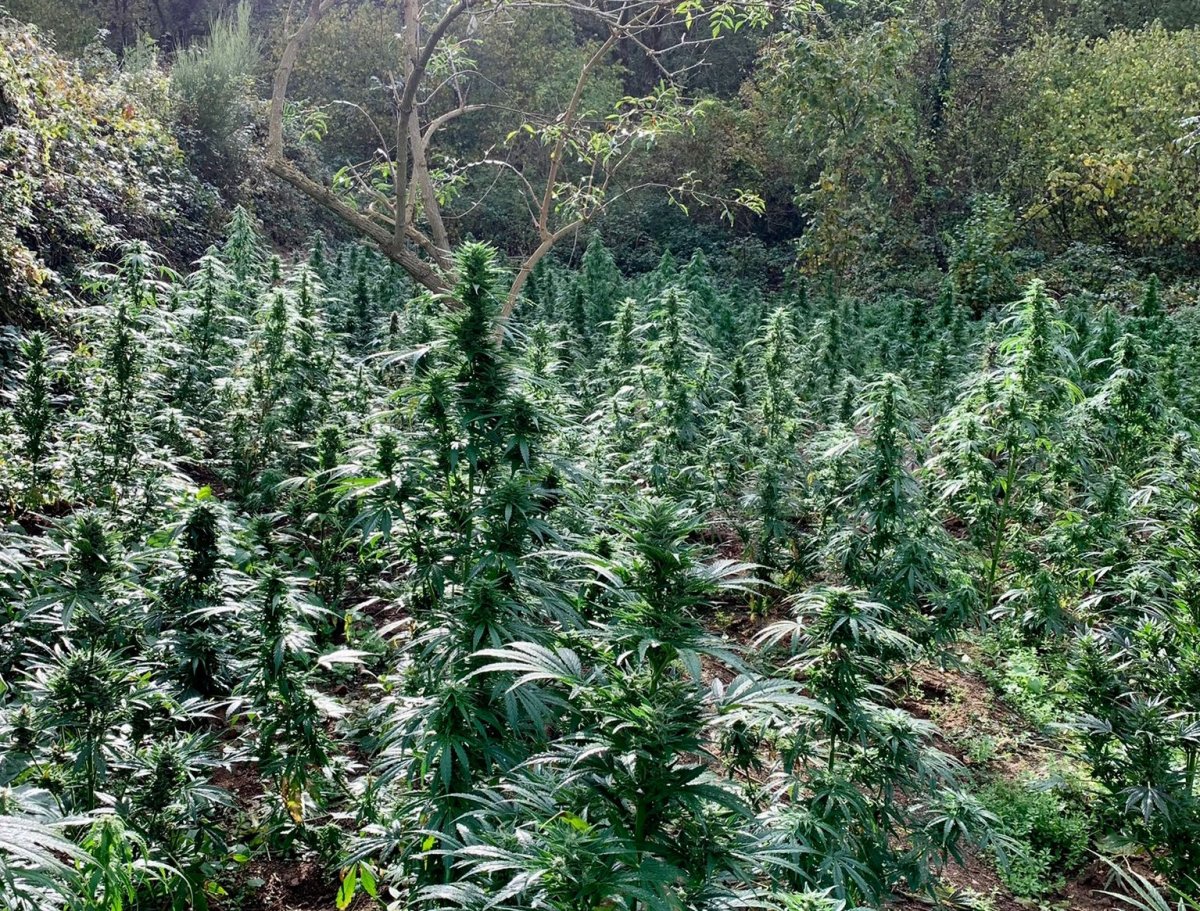 Una plantació de marihuana a Sant Sadurní d'Osormort