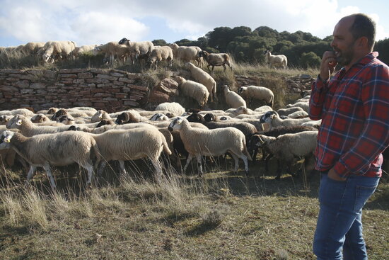 El ramat de Josep Ramírez al Parc Natural del Montseny