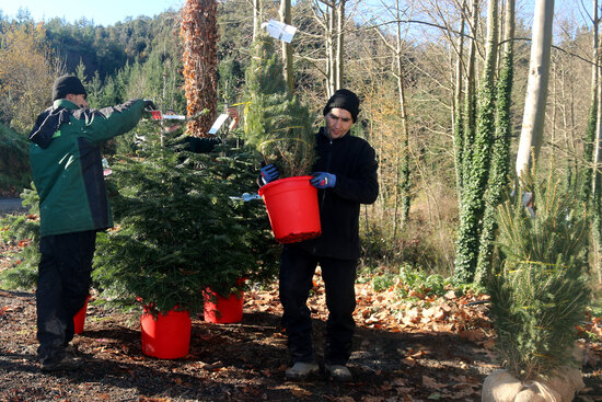 Un treballador d'una finca de les Guilleries on es cultiven arbres de Nadal