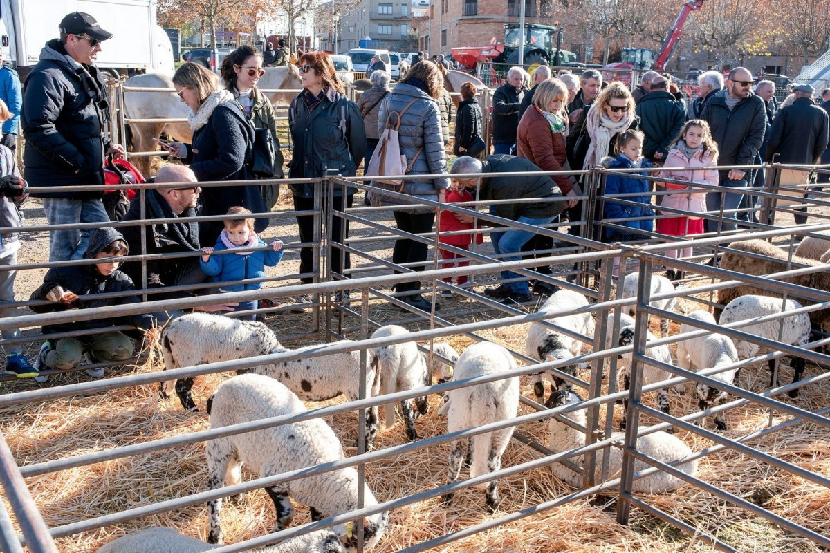 La fira recupera la mostra de bestiar del 2019