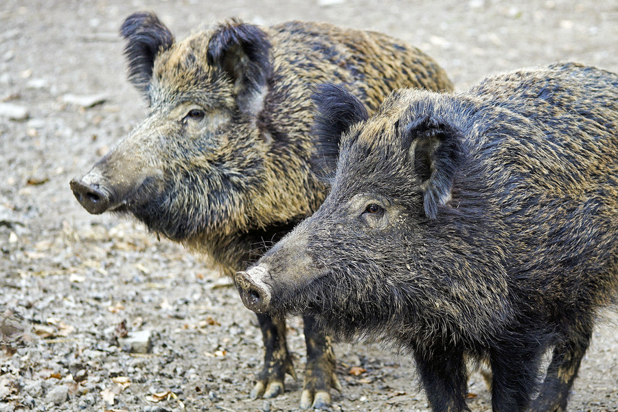 Els senglars són la principal preocupació com a possibles transmissors de la pesta porcina africana