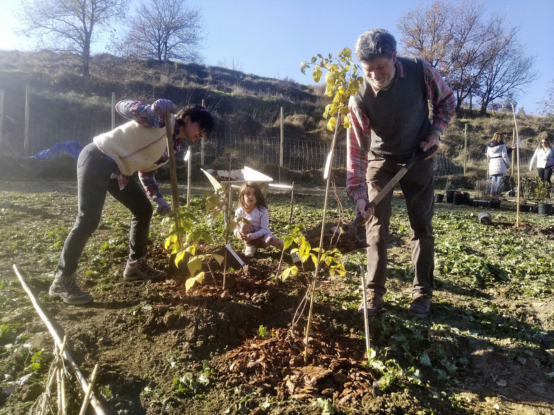 Membres del Banc de Llavors, fent una primera plantada d'arbres del bosc comestible, a mitjans de desembre passat