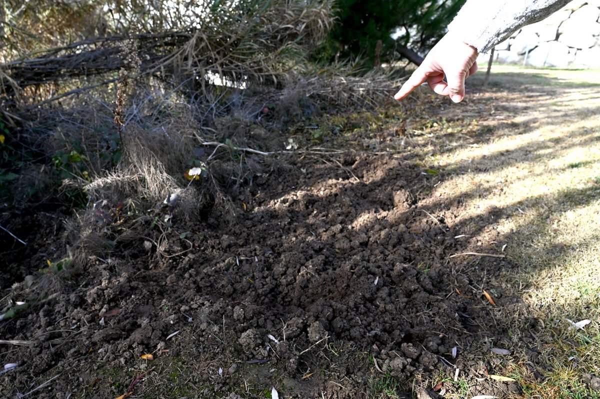 Un veí assenyala les destrosses fetes pels senglars en un jardí de barri de Can Colet de la Roca