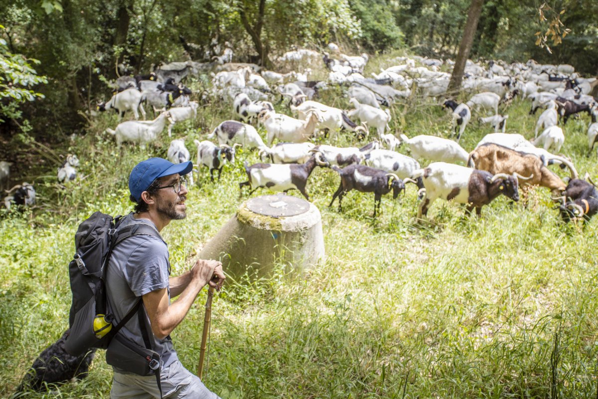 Gabriel Pedragosa i el seu germà tenen un ramat de cabres a Sant Pere de Vilamajor