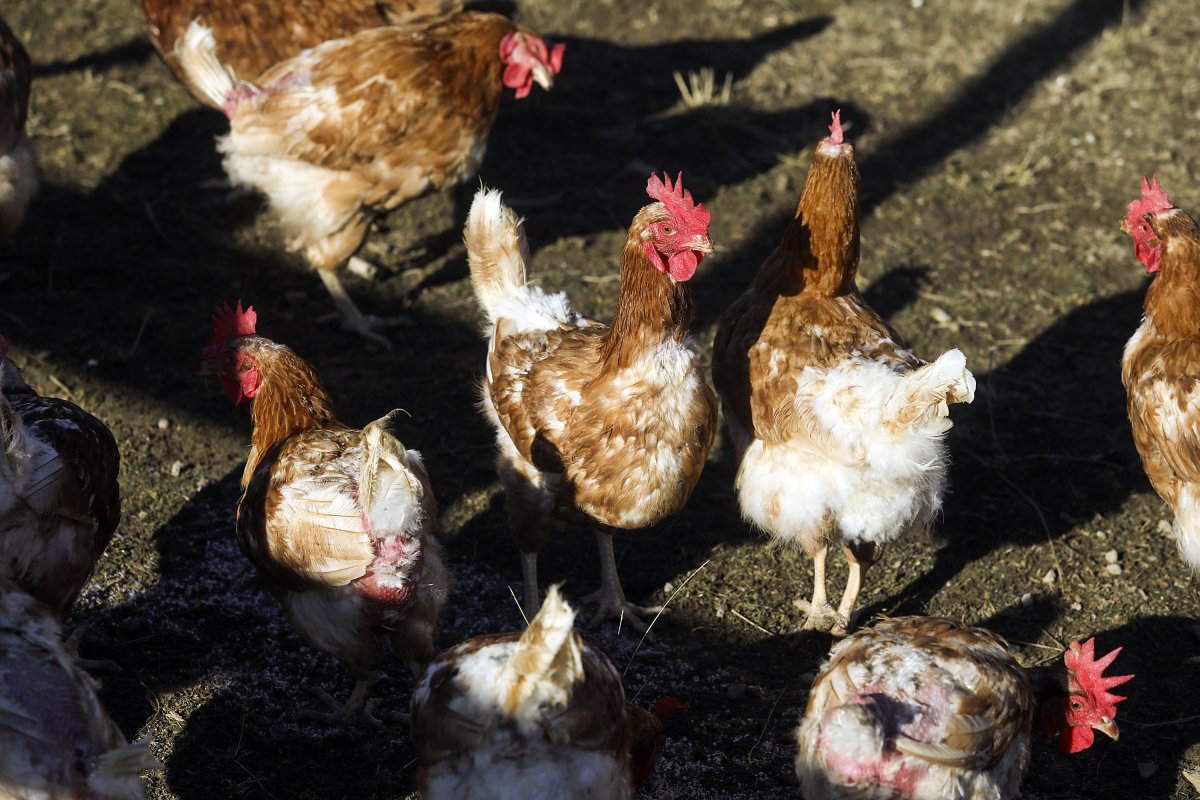 Gallines ecològiques a l'aire lliure. Amb la nova resolució no poden sortir del corral