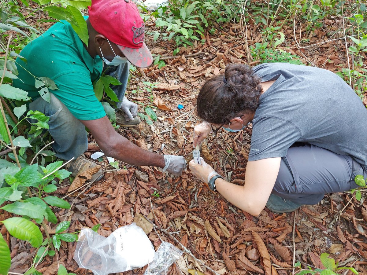 Ramon recollint mostres fecals durant la recerca a Guinea-Bissau