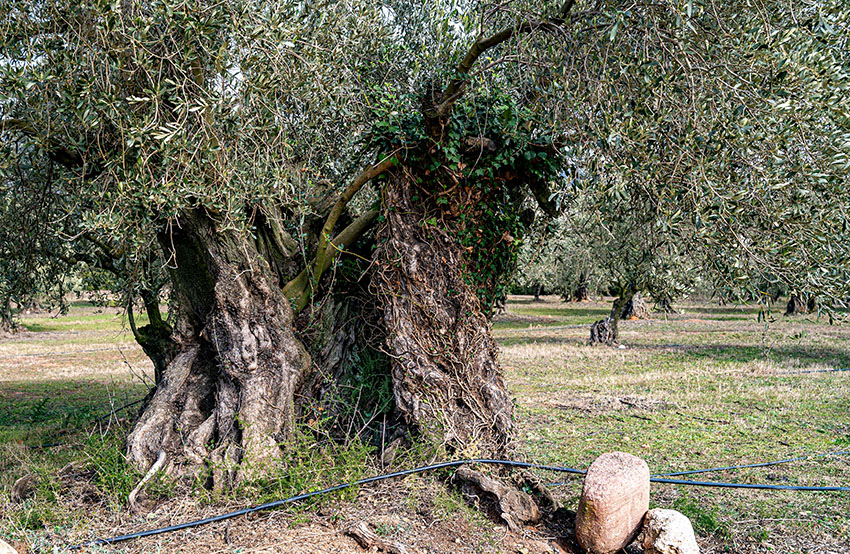 Un dels arbres mil·lenaris de la finca Mas Curró, a Caldes