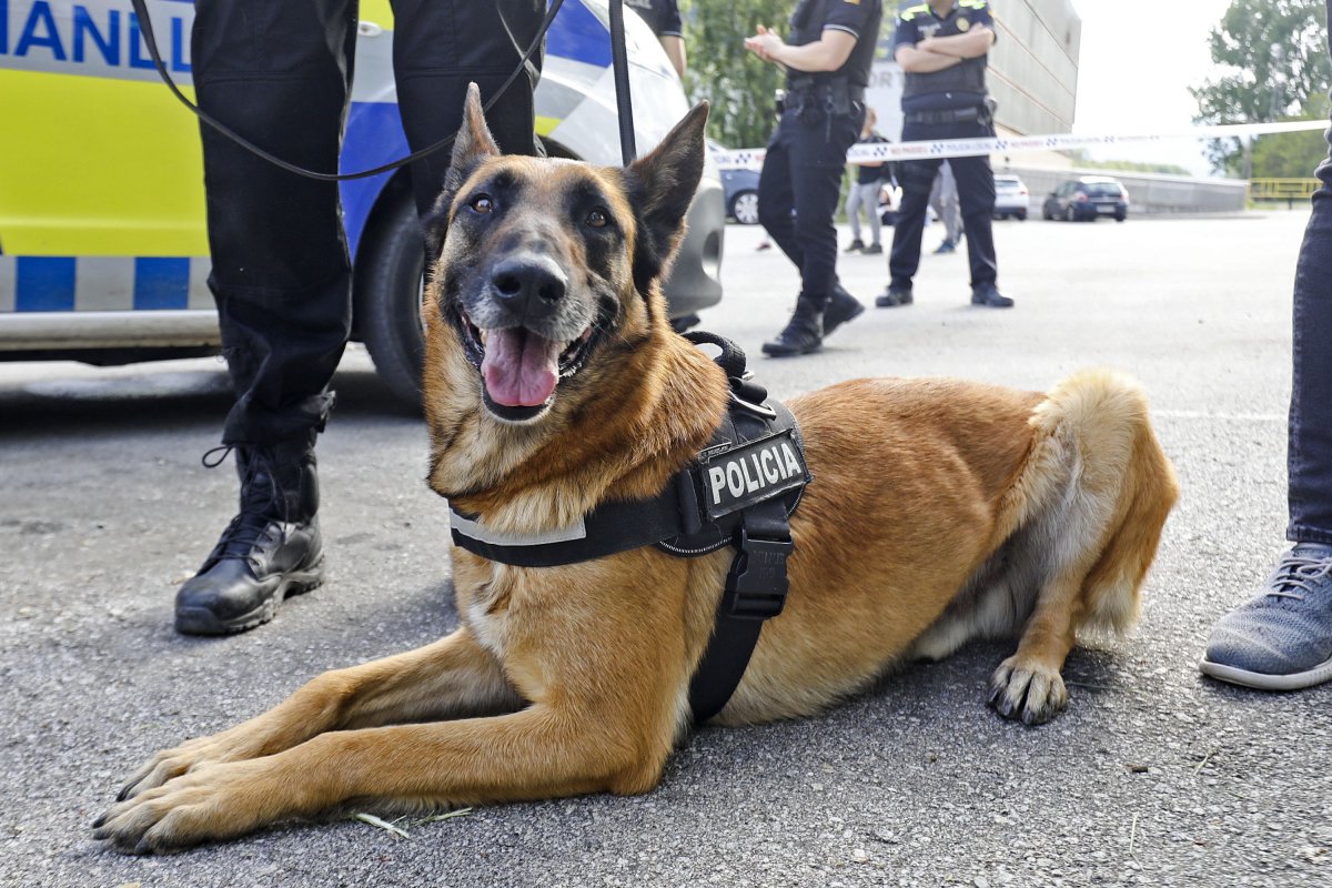 El gos de la policia de Manlleu