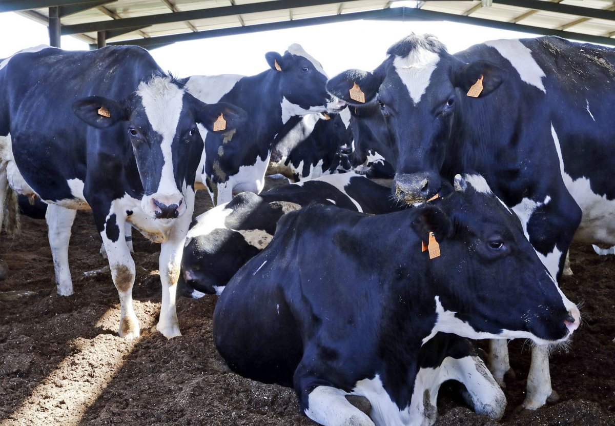 A Osona hi ha pràcticament 10.000 vaques frisones en edat reproductiva