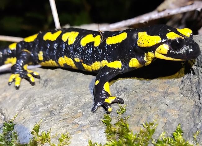 Un exemplar de salamandra al Montseny