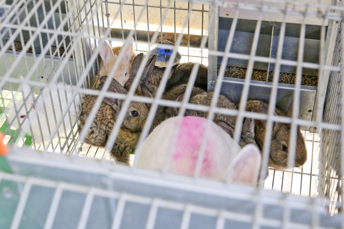 Imatge d'arxiu d'una gàbia en una granja de conills