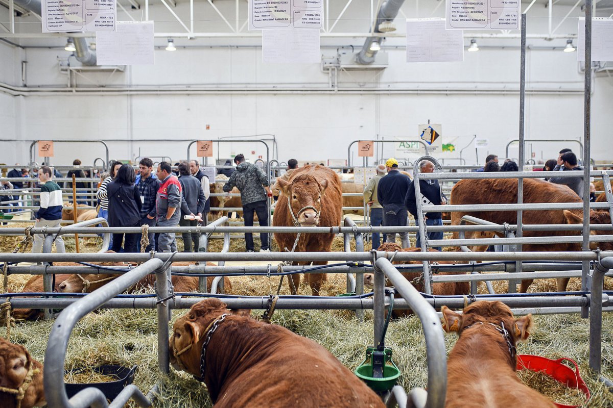 El Mercat del Ram de l'any 2022