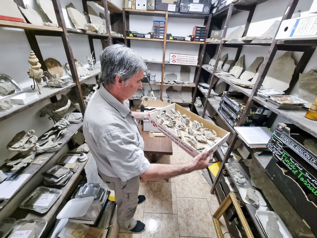 Francesc Farrés mostra alguns dels fòssils que conserva en una de les habitacions de casa seva