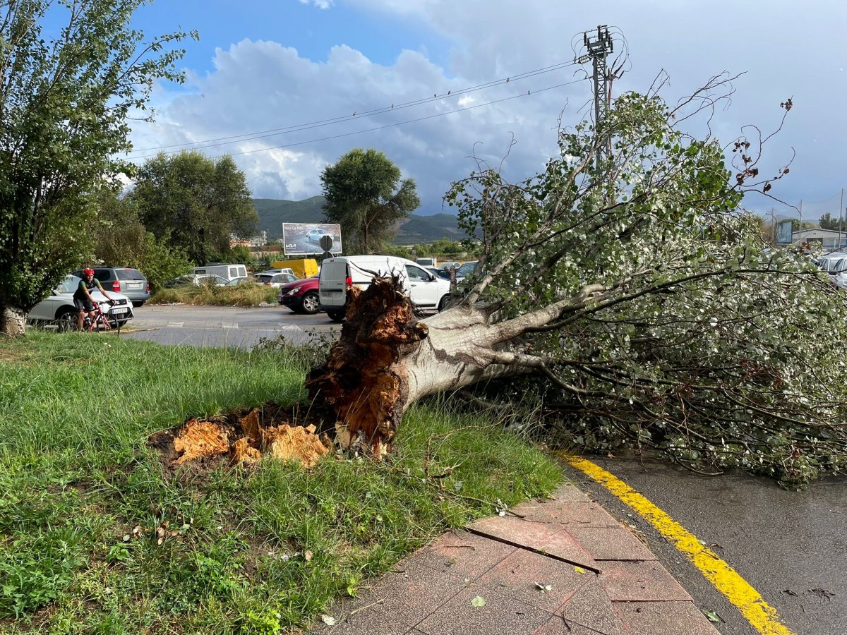 Un arbre caigut a l’avinguda de Badalona aquest divendres