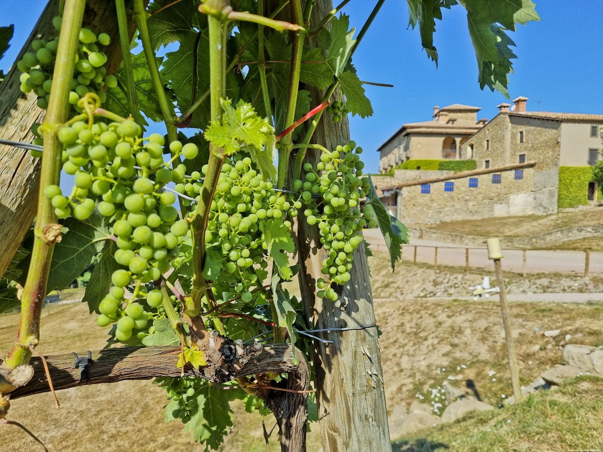 La vinya, en primer terme, amb el mas Clarella al fons, que també es podrà visitar per dins