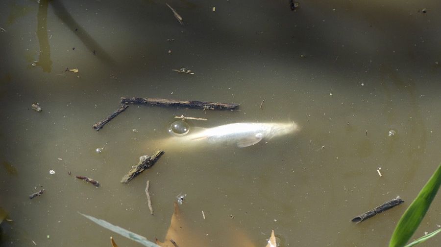 Un peix mort surant al Mèder després de la fuita de purí