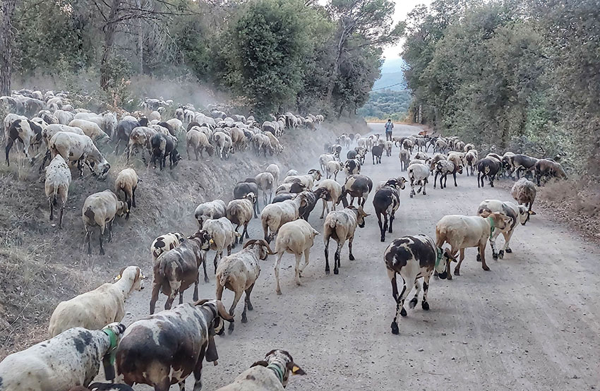 Ramat d'ovelles de l'explotació Pericas de Cal Rei, a Samalús., busca pastures a Corró d'Amunt