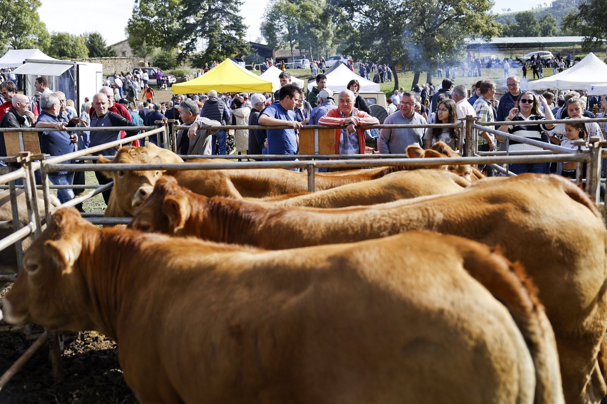 La mostra de bestiar és un dels atractius de la Fira de l'Hostal del Vilar