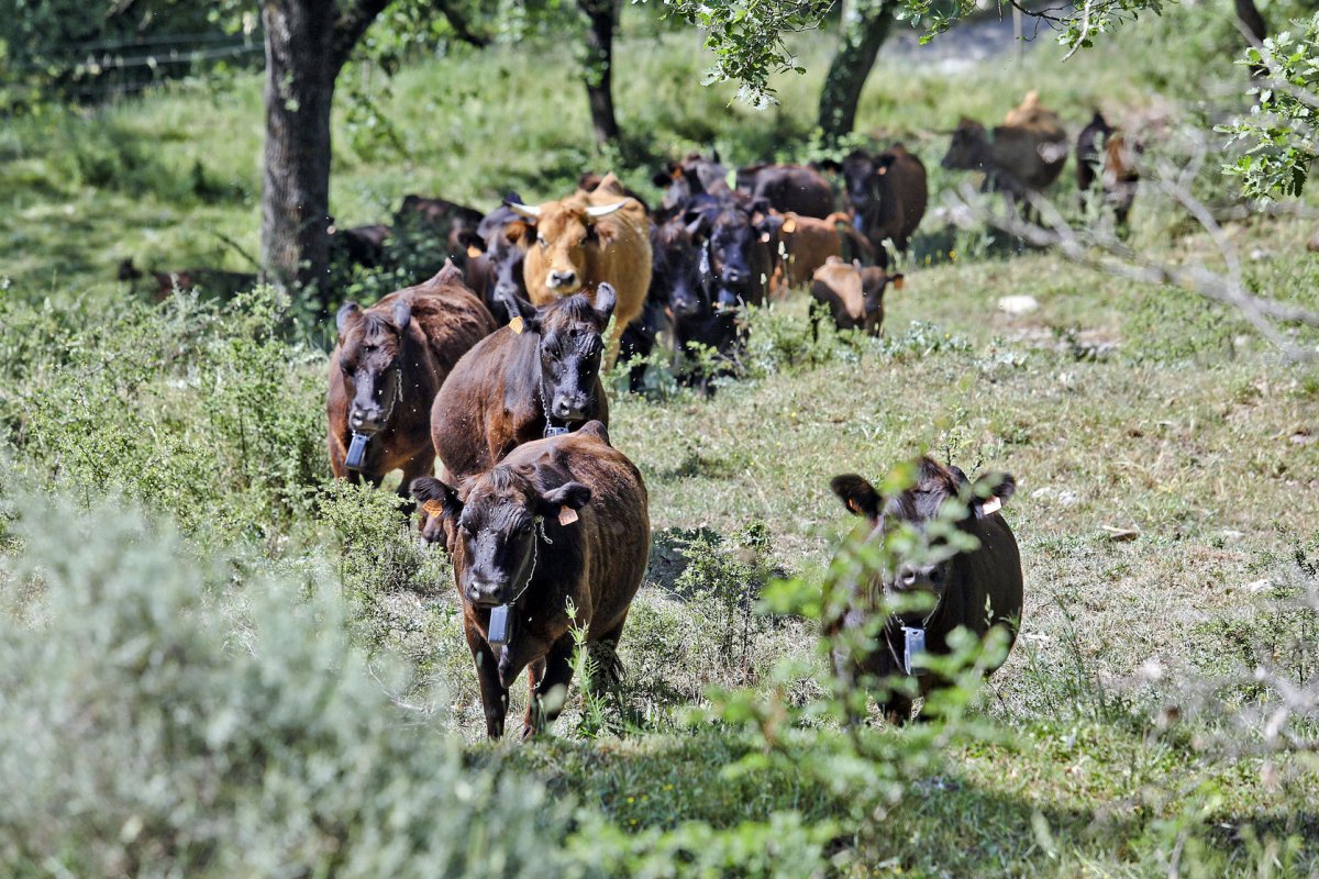 Les vaques del Mas Casanova, de Sora, una de les explotacions que ha guanyat hectàrees a tarvés del Banc de terres