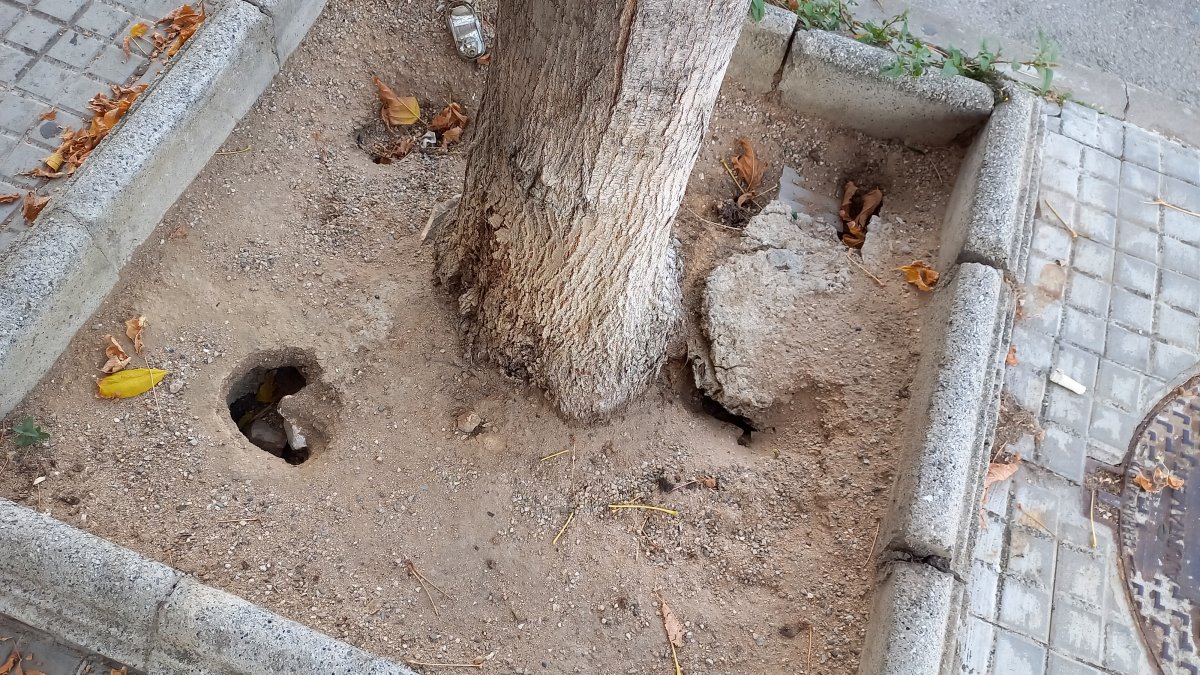 L'escocell d'un arbre al carrer Berenguer III