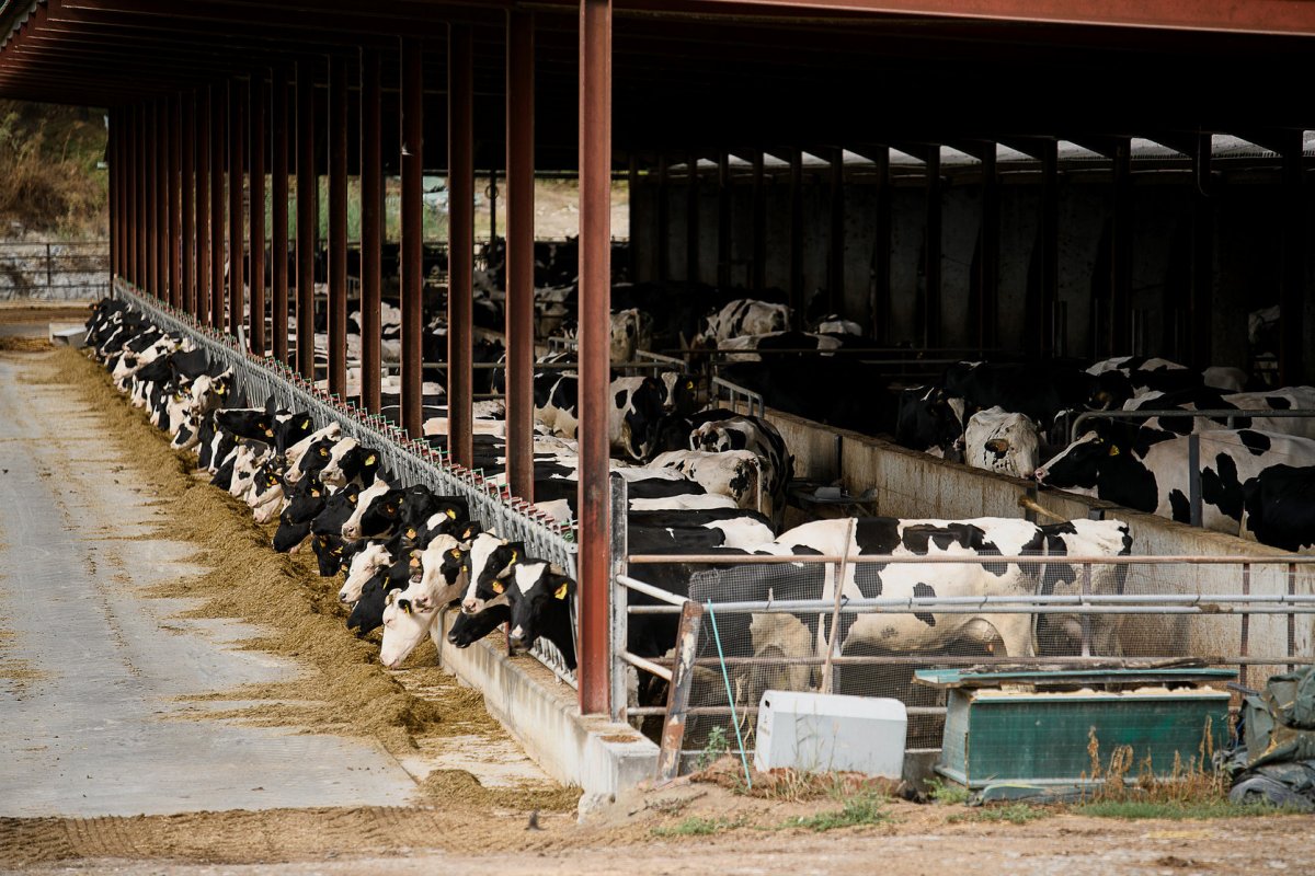 Una granja de vaques de llet a Malla